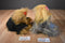 Ty Classic Yappy Yorkie 1999 and Mitsy Silky 2006 Beanbag Plush