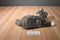 Ty Classic O'Malley Brown and Grey Tabby Cat 2002 Beanbag Plush
