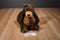 Gund Sampson the Brown and Beige Teddy Bear Beanbag Plush