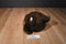 Gund Sampson the Brown and Beige Teddy Bear Beanbag Plush