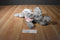 Ty Classic Teensy Grey Elephant 2002 Beanbag Plush