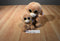 Ty Beanie Boos 2 Tangerine Tan Monkeys 2010 Beanbag Plush