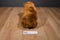 Yang Jee Reddish Brown Grizzly Bear Plush