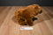 Yang Jee Reddish Brown Grizzly Bear Plush