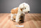 Ty Classic Toffee the Tan and Brown Dog 1992 Beanbag Plush
