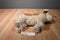 Ty Classic Toffee the Tan and Brown Dog 1992 Beanbag Plush