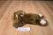 Animal Adventure Brown and Beige Bear 2000 Beanbag Plush