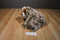 Wishpets Jeremy the Brown Frosted Bear 2014 Beanbag Plush