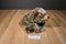 Wishpets Jeremy the Brown Frosted Bear 2014 Beanbag Plush