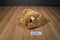 Russ Brock the Brown Teddy Bear Beanbag Plush