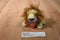 Ganz Webkinz Lil Kinz Lion Beanbag Plush HS006 Sealed Code