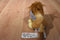 Ganz Webkinz Lil Kinz Lion Beanbag Plush HS006 Sealed Code