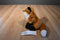 Wild Republic Sitting Red Fox Beanbag plush