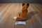 Wild Republic Sitting Red Fox Beanbag plush