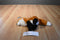 Wild Republic Sitting Red Fox Beanbag plush