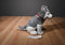 Pier 1 Imports Grey and White Husky 2013 Plush