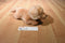 Aurora Miyoni Golden Retriever Puppy Dog Beanbag Plush