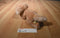 Aurora Miyoni Golden Retriever Puppy Dog Beanbag Plush
