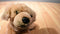 Aurora Miyoni Golden Retriever Puppy Dog Beanbag Plush