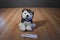 Arctic Circle Enterprise Inc. White and Black Husky Plush