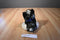 Arctic Circle Enterprise Inc. White and Black Husky Plush