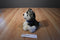 Arctic Circle Enterprise Inc. White and Black Husky Plush