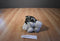 Arctic Circle Enterprise Inc. White and Black Husky Plush