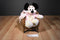 Disney Store Minnie Mouse Beanbag Plush in Pink/ Yellow Bunny Rabbit Costume