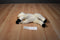 Aurora Flopsies Cream Llama Alpaca 2017 Beanbag Plush
