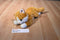 Aurora Orange and White Tabby Cat Beanbag Plush