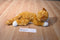 Aurora Orange and White Tabby Cat Beanbag Plush