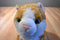 Aurora Orange and White Tabby Cat Beanbag Plush