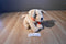 Melissa and Doug Sunny the Yellow Lab Puppy Dog Beanbag Plush With Red Bow