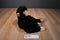 Adventure Planet Hugging Black and Beige Chimpanzee Plush