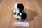 Walmart White and Black Spotted Bunny Rabbit Beanbag Plush