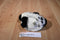 Walmart White and Black Spotted Bunny Rabbit Beanbag Plush