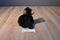 Ganz Webkinz Black Bear HM004 With Sealed Code