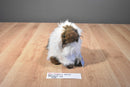 Ganz Webkinz Himalayan Cat Beanbag Plush HM165 Sealed Code