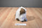 Ganz Webkinz Himalayan Cat Beanbag Plush HM165 Sealed Code