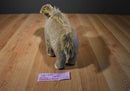 Aurora Wildbeasts Global Conservation Oasis the Dromedary Camel Plush