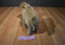 Aurora Wildbeasts Global Conservation Oasis the Dromedary Camel Plush