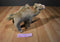 Aurora Wildbeasts Global Conservation Oasis the Dromedary Camel Plush
