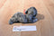 Russ Keats Grey Weimaraner Puppy dog Beanbag Plush