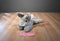 Disney Thumper Bunny Rabbit Beanbag Plush