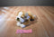 Aurora Miyoni Old English Bulldog Puppy Dog Beanbag Plush