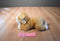 Aurora Miyoni Old English Bulldog Puppy Dog Beanbag Plush