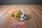 Aurora Miyoni Old English Bulldog Puppy Dog Beanbag Plush