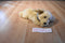 Kellogg's Little Brownie Bakers GSA Golden Retriever 2013 Plush