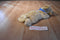 Kellogg's Little Brownie Bakers GSA Golden Retriever 2013 Plush