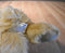 Kellogg's Little Brownie Bakers GSA Golden Retriever 2013 Plush
